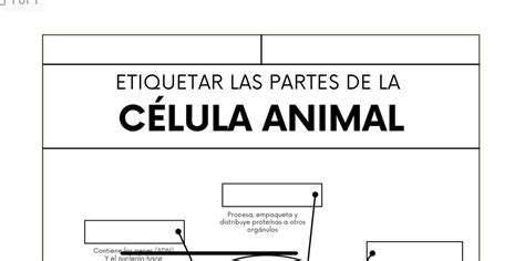 Buy Etiqueta Las Partes De La Celula Animal Online in India - Etsy