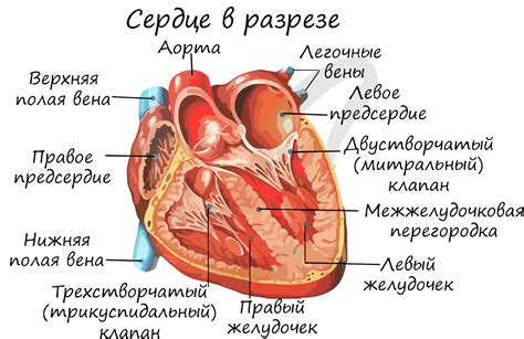 Регуляция сердечно сосудистой деятельности таблица