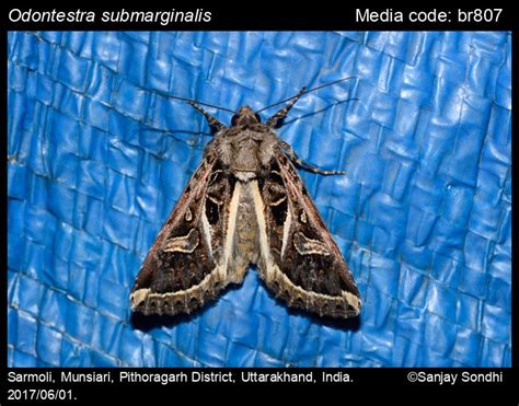 Odontestra submarginalis | Moths
