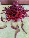 Red Chilli - Dried Red Chilli Stemless Trader - Wholesaler ...