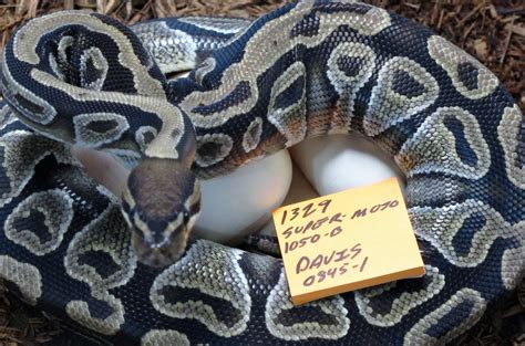 Ball Python Eggs 的图像结果