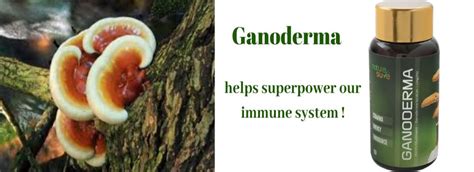 Ganoderma helps superpower your immune system – Nature Sure