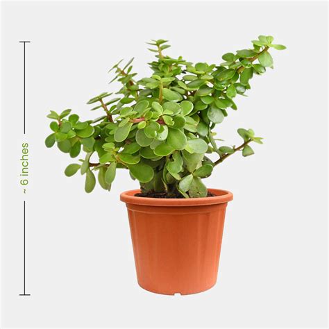 Jade Plant Mini - Greensy