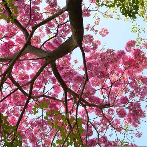 Cherry Blossom Archives | Travel and Leisure Asia | India