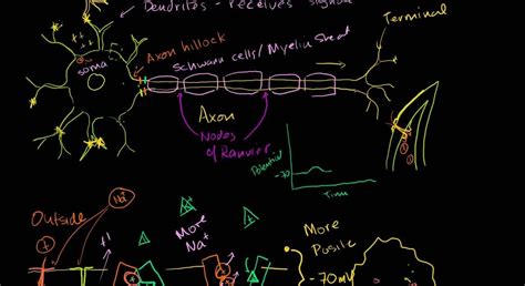 Saltatory Conduction Animation 的图像结果