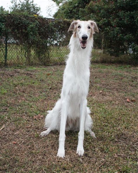 PsBattle: this long necked dog : r/photoshopbattles