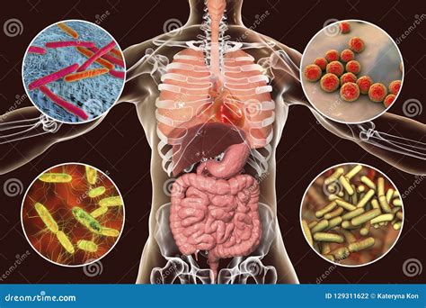 Image result for Pathogen Affect a Human Body