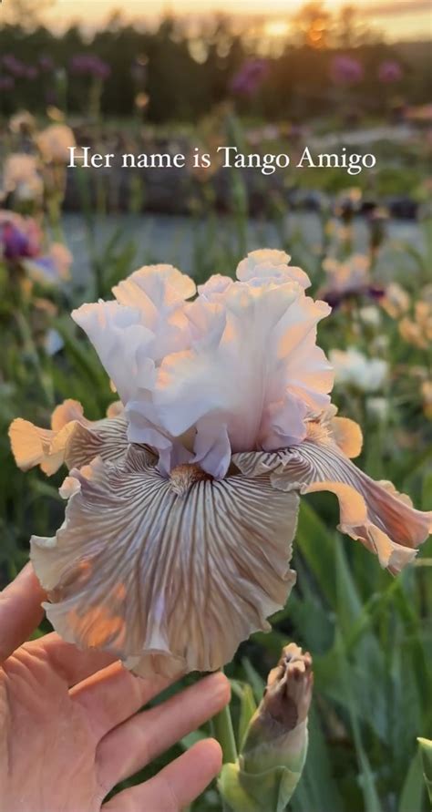 Best 13 How To Plant Queen Of The Prairie – Artofit