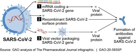 Science & Tech Spotlight: COVID-19 Vaccine Development [Updated on June ...