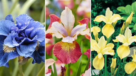Pictures And Names Of Irises Iris Pictures National Garden Bureau