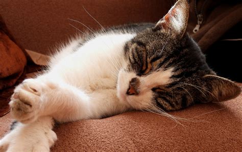 Image result for Cat Coding at Computer Pic