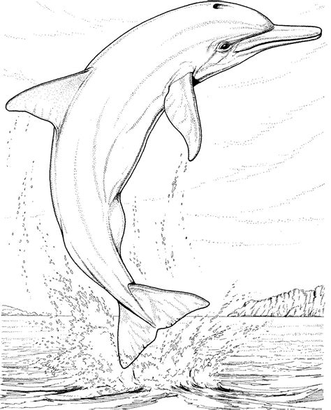 Dolphin Printable Coloring Pages - Printable Templates