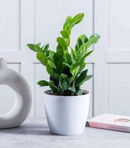 Different types of Plants which can be grown at home – Tohfa Tales