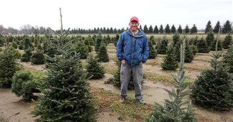 Christmas tree costs: Tariffs on artificial trees could be advantage ...