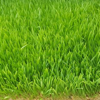 Buy Premium Seeds | Seed Store | Wholesale Seeds Suppliers – korrelseeds