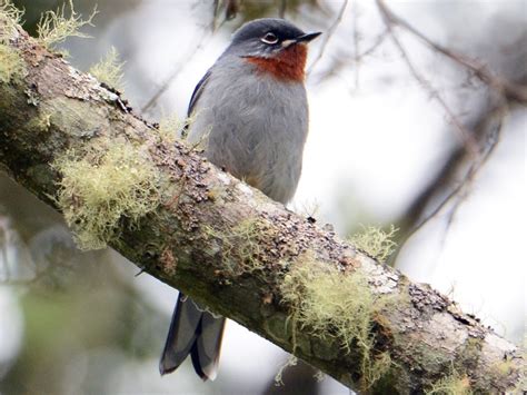 Rufous-throated Solitaire - eBird