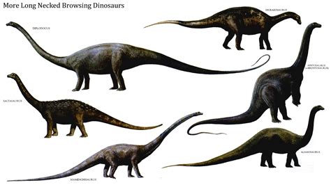 Long-Necked Browsing Dinosaurs
