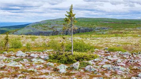 World Oldest Trees: 10 oldest trees in the world that are still living ...