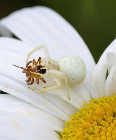 White Crab Spider Poisonous
