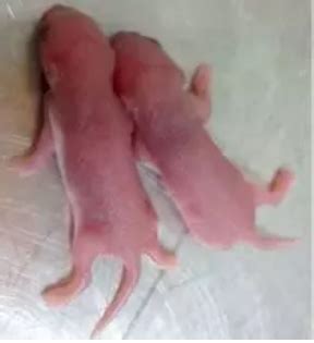 知识 | 如何准确辨别新生小鼠的出生日龄？ - 知乎