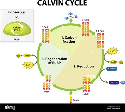 Photosynthesis. calvin cycle in chloroplast. Calvin cycle makes sugar ...