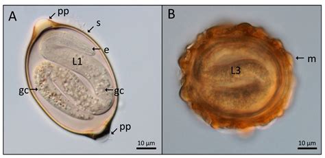 Three-Dimensional Models of Soil-Transmitted Helminth Eggs from Light Microscopy Images