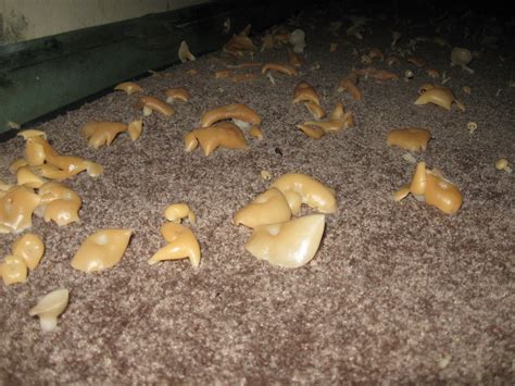 Mold In A Basement | House Plan Design