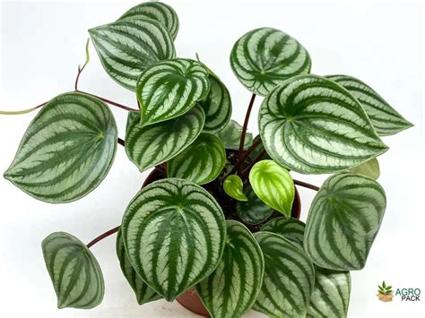Watermelon Peperomia Plant For Sale In India | Online plant nursery
