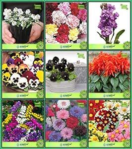 Creative Farmer Natural Air Cleansing Plants Seeds Combo Flower Seeds ...