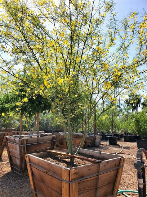 Desert Museum Palo Verde Price at Wade Diaz blog