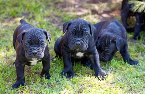 Premium Photo | Cane corso puppy