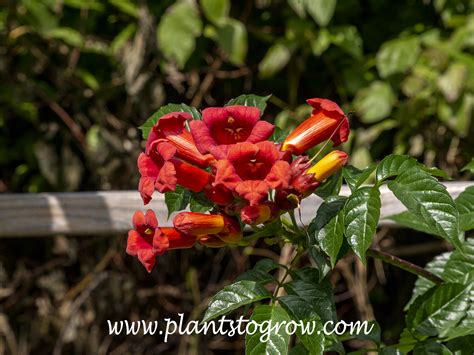 Atomic Red Trumpet Vine (Campsis radicans Stromboli) | Plants To Grow ...