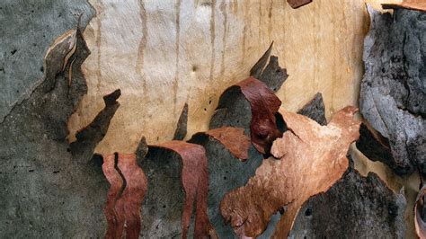 Wallpaper wood, bark, wooden, peel, texture hd, picture, image