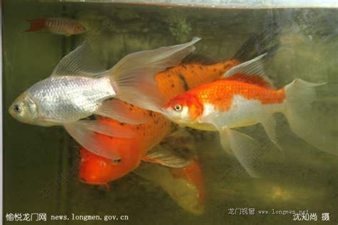 红色小鱼金鱼素材图片免费下载-千库网