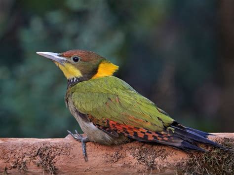 Birds Of Sattal | Nature inFocus