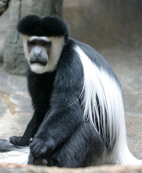 Guereza | primate, species Colobus guereza | Britannica
