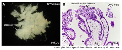 Biomolecules | Special Issue : TGF-Beta Signaling in Physiology and ...