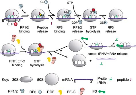 Mechanism Of Translation