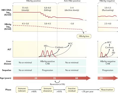 Surface Antigen Hep B Positive at Jayden Nobbs blog