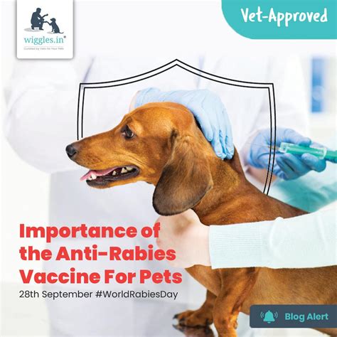 Importance of the Anti-Rabies Vaccine For Pets | Wiggles Blog – Wiggles.in