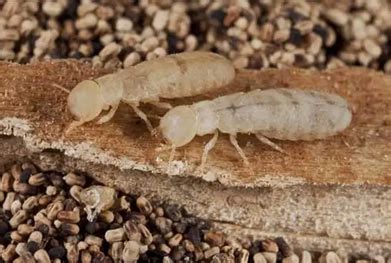 Rex - Pest Control,Pest Control Services Provider in Ahmedabad,Gujarat ...