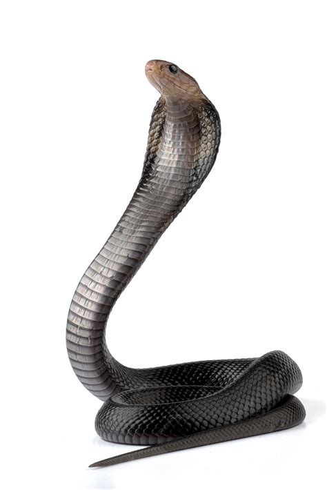 A black snake with a long neck and a white background | Premium Photo
