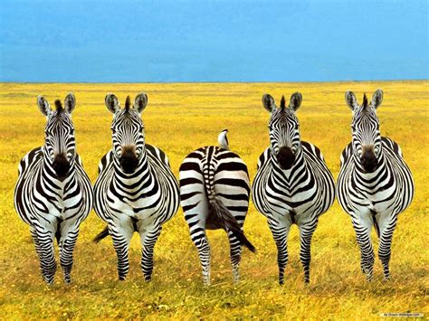 Image result for Zebra Background