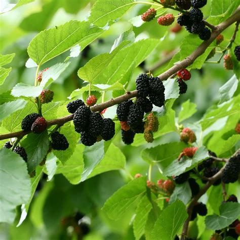 Buy mulberry ( syn. Morus nigra 'Wellington' ) mulberry 'Wellington ...