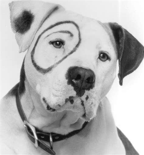 What is the Name of the Little Rascals Dog - Dog Show TV
