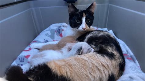 Kitten Rescue | Cuteavalanche 24/7 Foster Cat Cam