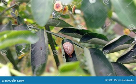 Image result for Conch Shell Animal
