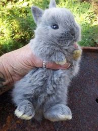 Image result for Holland Dwarf Bunny