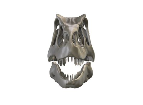 Файл STL Череп аллозавра v2 🪙 (OBJ)・Модель для загрузки и 3D-печати・Cults