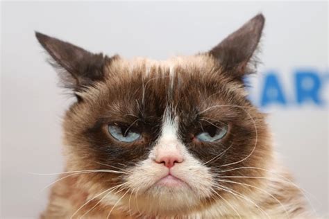 Image result for Grumpy Cat Smiling